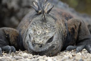 iguana marina